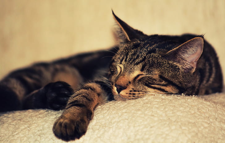 closeup photography of sleeping tabby cat