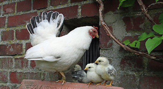 white chicken hen standing beside chicken chicks