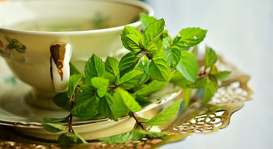 green leaves on white plate