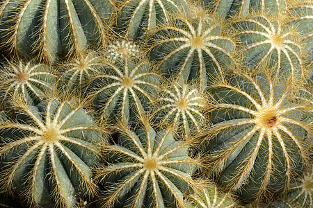 green ball cacti