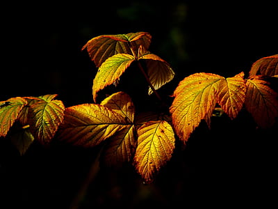 Royalty-Free photo: Green and yellow leafed plants during daytime | PickPik