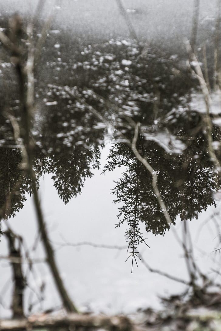 selective focus photo of pine trees