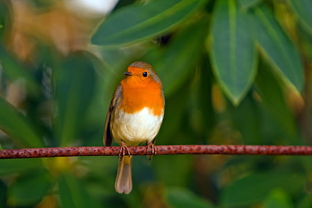 Orange White Brown Bird on Top of Red Branch