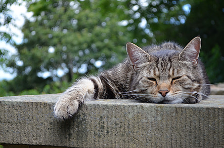 brown tabby cat sleeping on gray surface