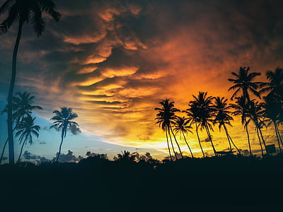 photo of black palm trees during sunset