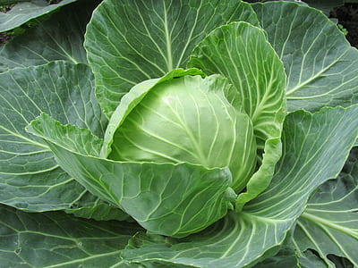 close-up photography of cabbage vegetable