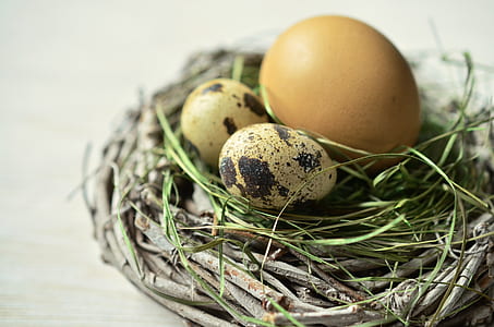 two quail eggs beside brown egg on nest