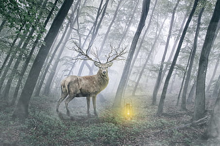 brown deer standing on green forest
