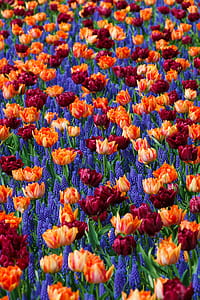 photo of brown and red tulip flowers