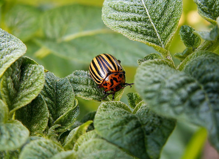potato colorado beetle on green leaf plant