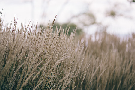 Withered grass