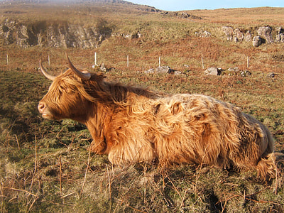 brown cattle on grass field