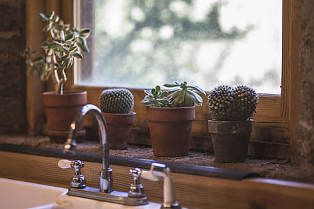 turn-off faucet against succulent plants