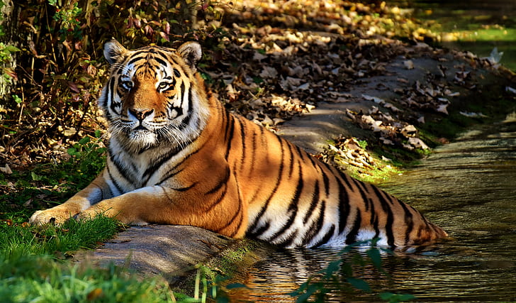 view of orange tiger on body of water