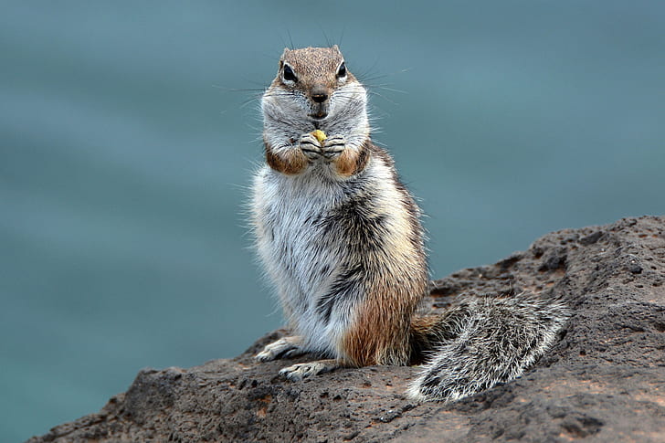 shallow focus photography of gray and brown squirrel