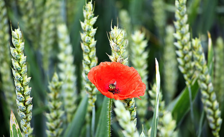 selective-focus photo of red poppy on wheat field