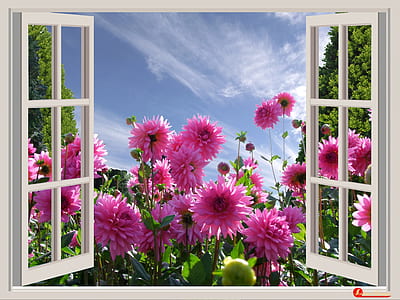 pink petaled flower near white wooden framed window at daytime