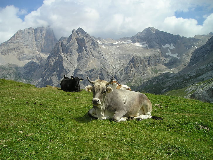 herd of cows laying on grass field with mountain as background photo