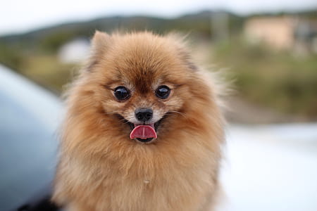 long coat tan dog showing tongue