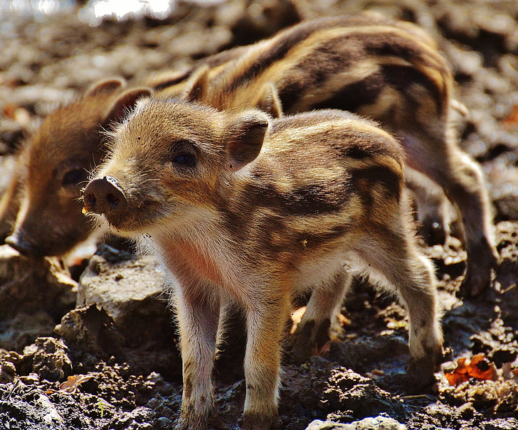 three brown piglets on mud