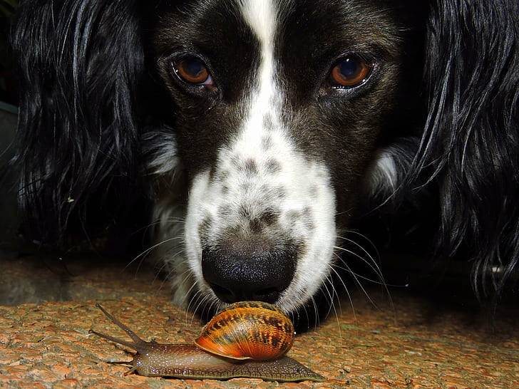 photo of long-coated black and white dog beside a snail on ground