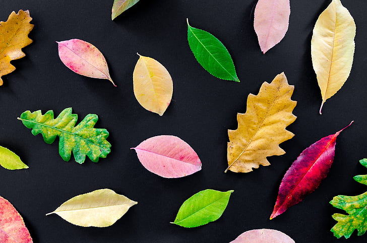 black and multi-colored leaf artworks