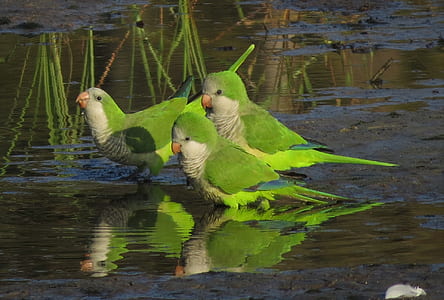 three green birds on body of water