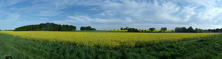 Panoramic View of Green Bushes