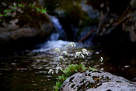 white cluster flower near river