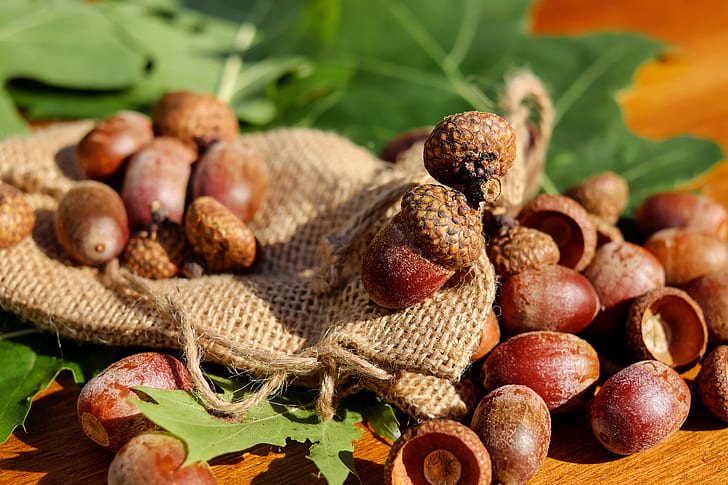 depth of field of hazelnuts