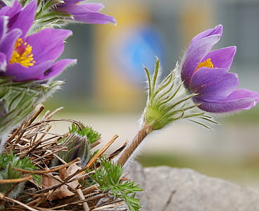 close up photo of purple flower