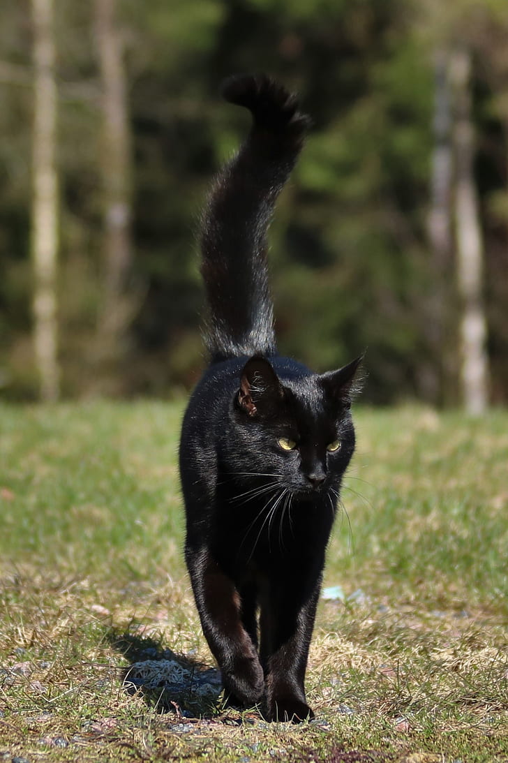 bombay cat walking on green grass during daytime