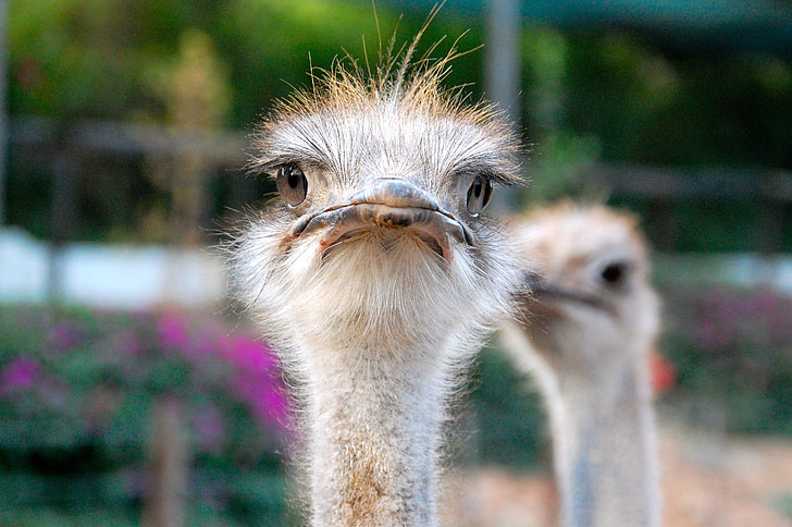 shallow focus photography of ostrich