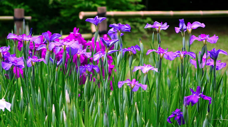 purple and pink irises in bloom at daytime
