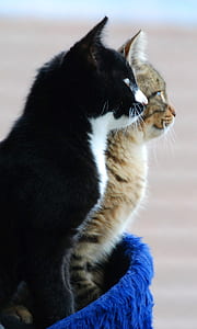 tuxedo and brown Tabby cats on blue pet bed