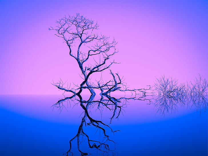 bare tree reflecting on body of water