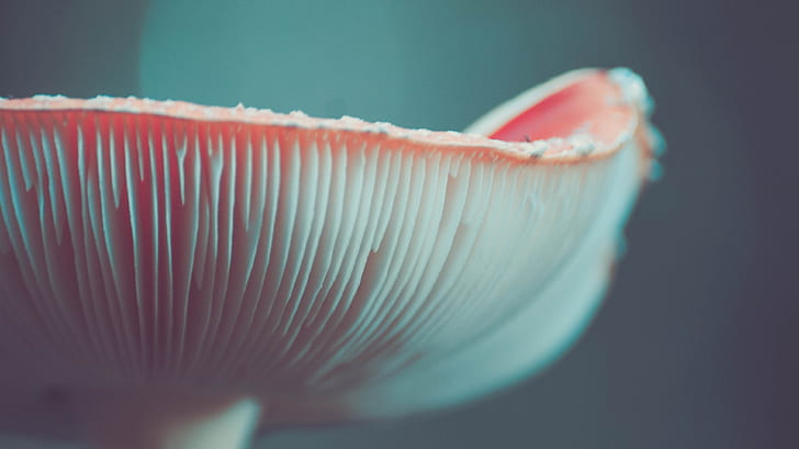 close-up photograph of oyster mushroom