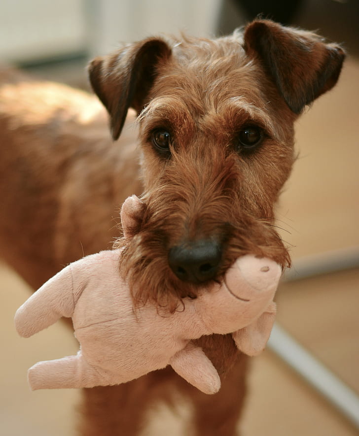 tan Lakeland terrier biting pink pig plush toy