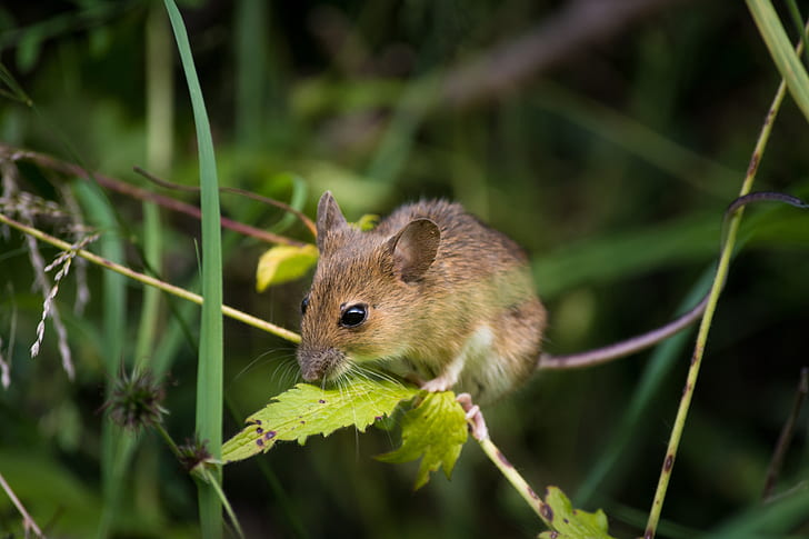wildlife photography of rodent on green leaf