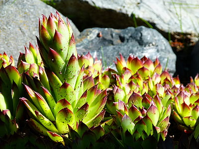 green and red succulent plant