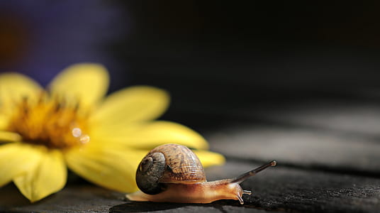 snail on floor