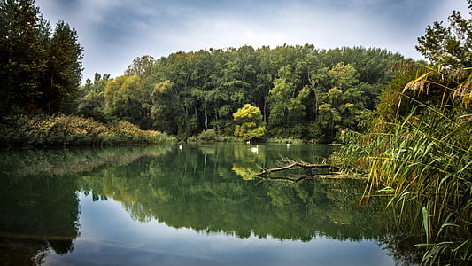 green leaf trees beside body of water