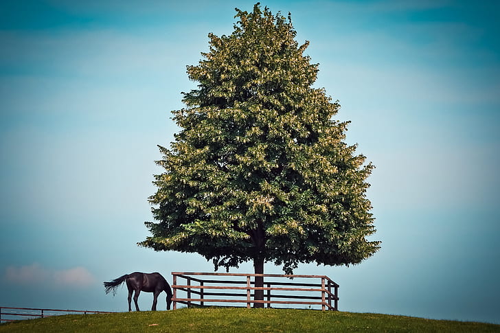 brown horse near green tree foliage