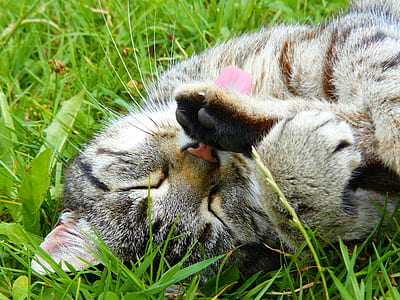 adult silver tabby cat grooming self