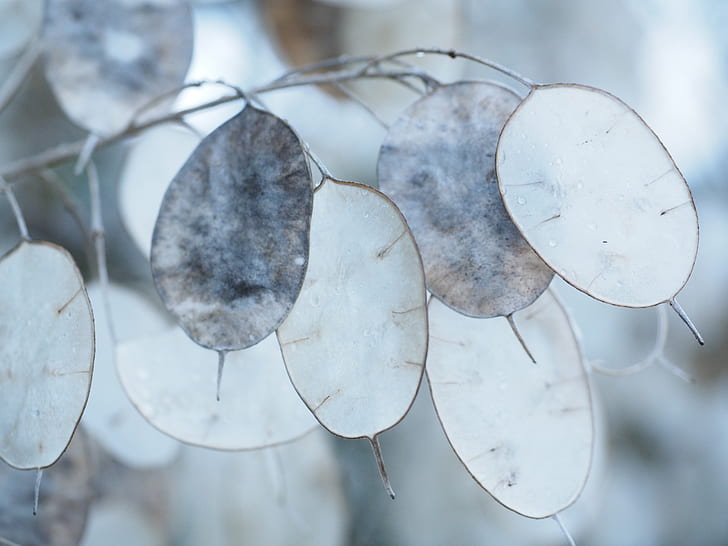 macro lens photography of white and gray leaves