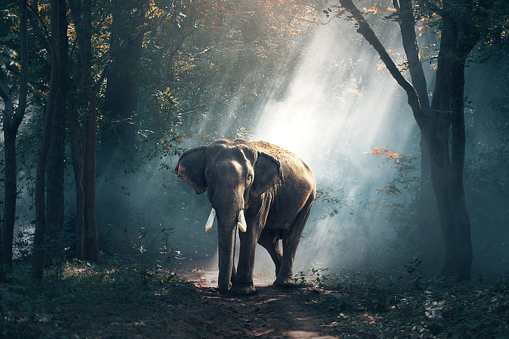 Elephants in Thailand forest
