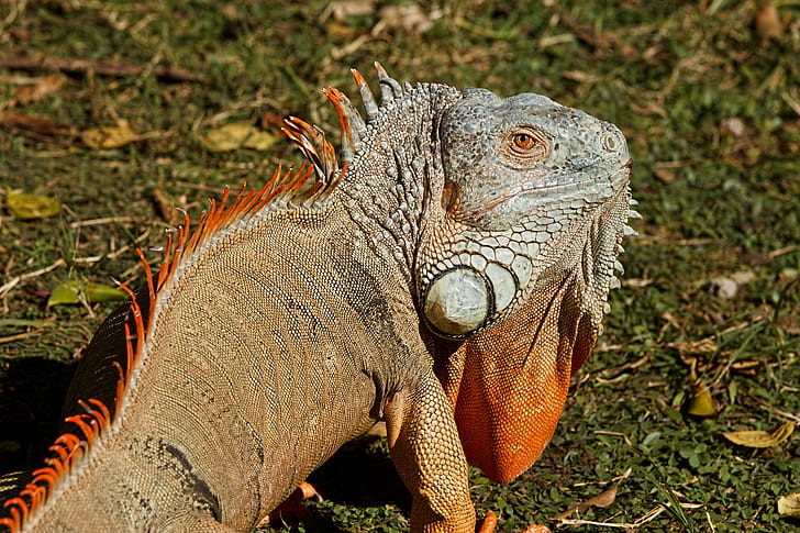 brown and white iguana on grass field