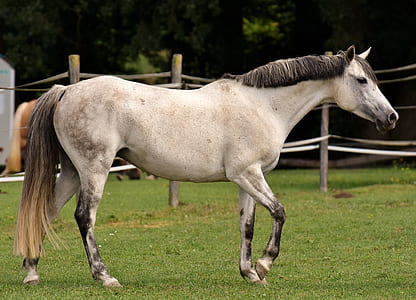 white horse in grass field