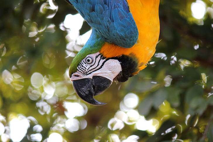 closeup photo of yellow-blue macaw