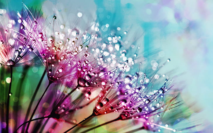 purple silk flowers with dewdrops photogarphy